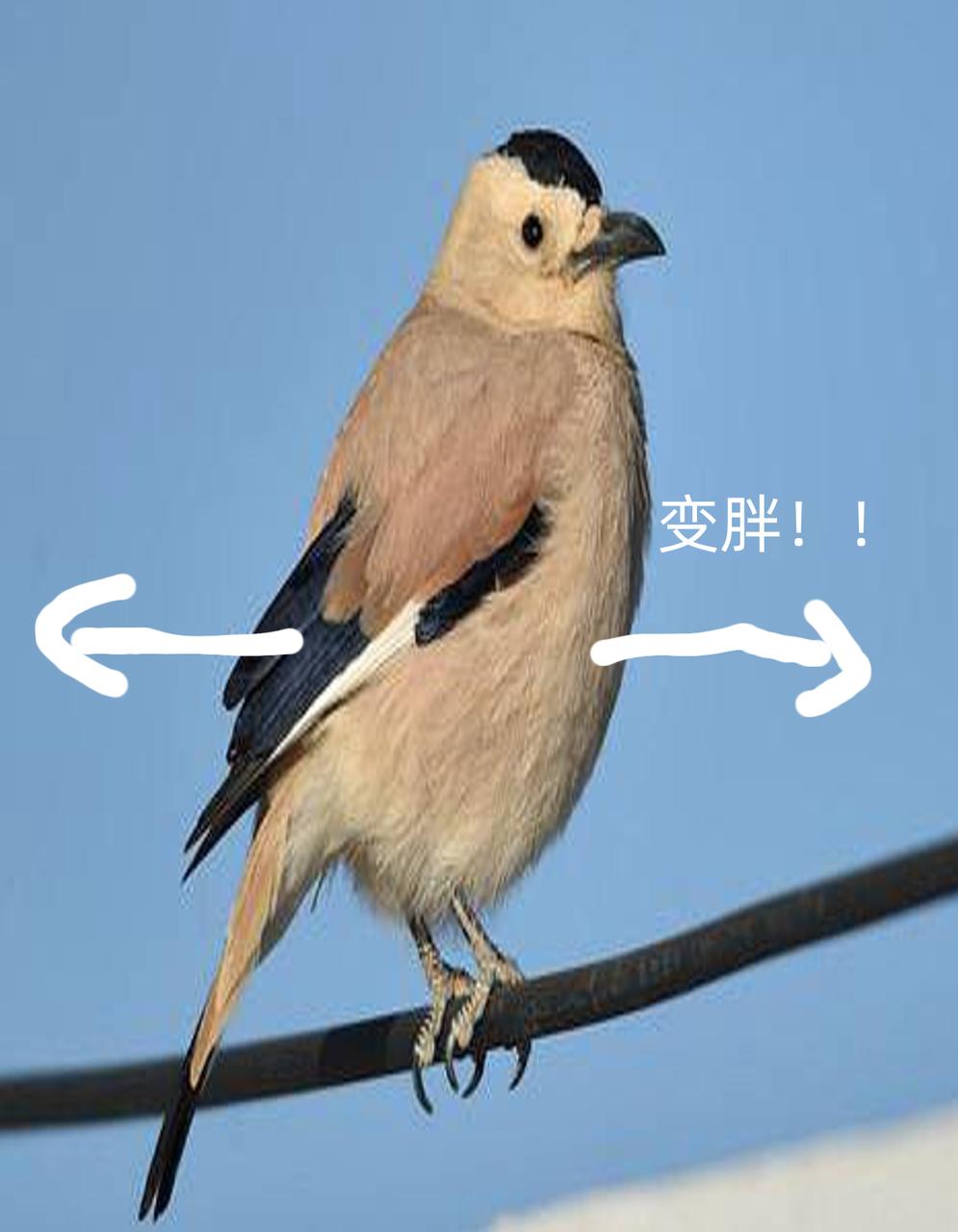 输入图