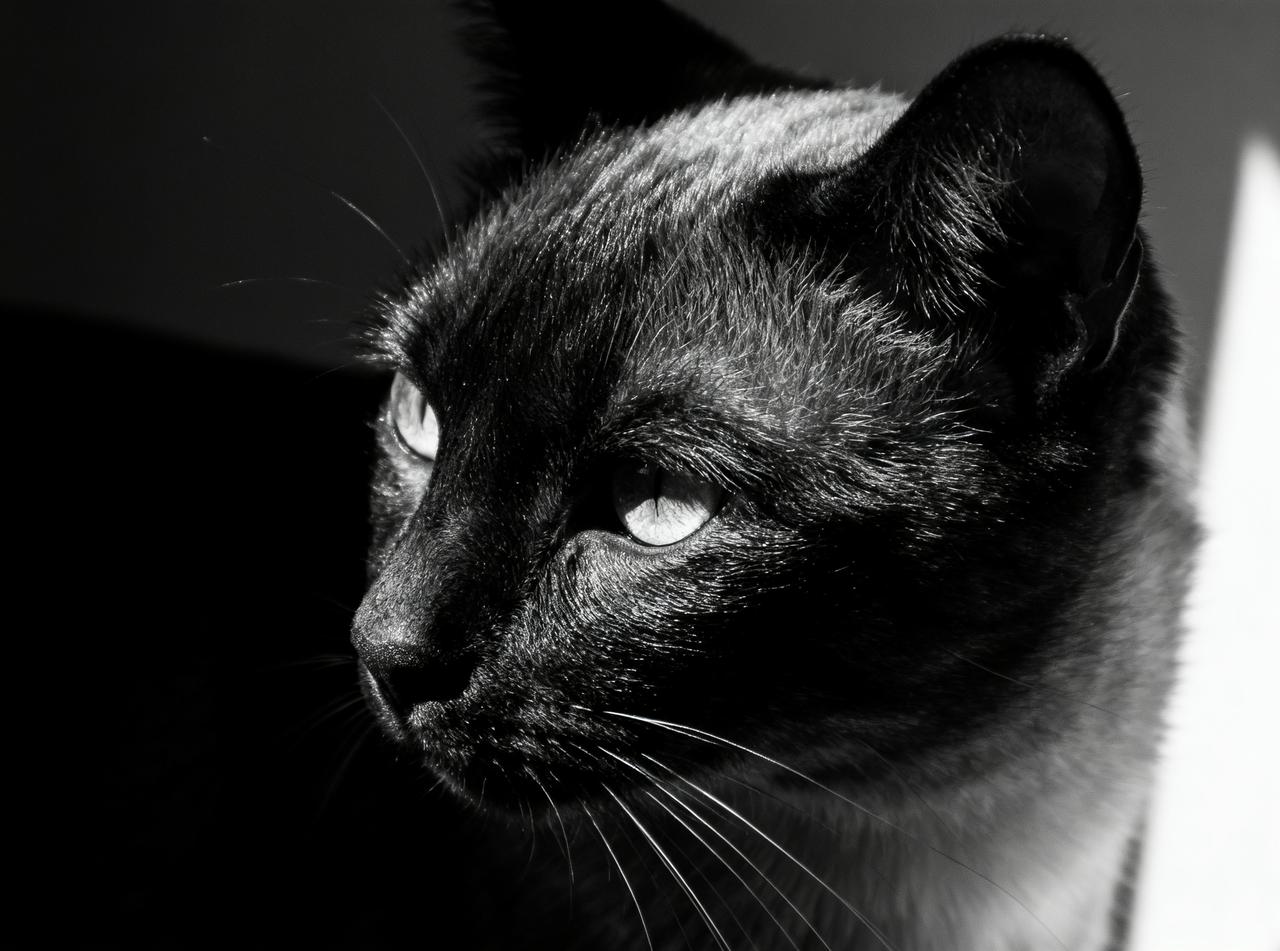 high-contrast